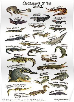 Crocodile Species, World Poster, Turtle Tank, Types Of Animals, Animal Facts, Prehistoric Animals, Crocodiles, Reptiles And Amphibians, Animals Of The World