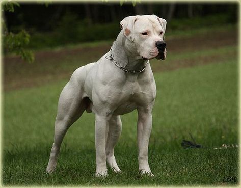 American Bulldog, huge dogs! They are supposed to weigh in at around 115-150 pounds! Tall dogs, mixtures of mastiffs, bulldogs, and different large breed dogs. These dogs are bred to be massive. The scott's type american bulldog is smaller but that is because they are bred not primarily with mastiff/bulldog but instead terrier/bulldog typically using APBT or Amstaffs with the classic bulldog. They are shorter and not nearly as massive. Tall Dogs, American Bulldog Scott, Dog Argentino, American Bulldogs, American Bull, Bully Breeds Dogs, Tallest Dog, 150 Pounds, Huge Dogs