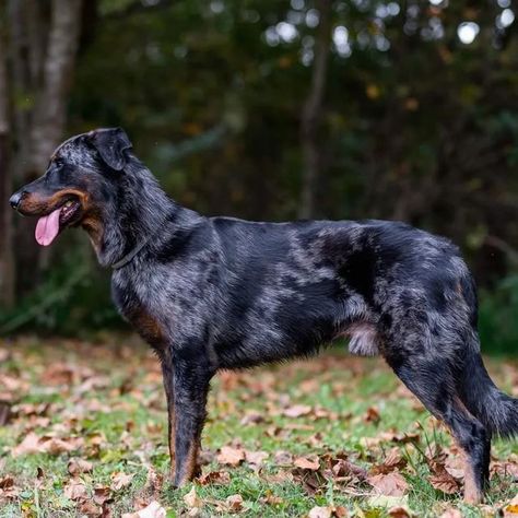 Beauceron Uncropped, Pretty Puppies, Fit Dogs, Every Dog Breed, Animal Instinct, Baby Cow, Herding Dogs, Paws And Claws