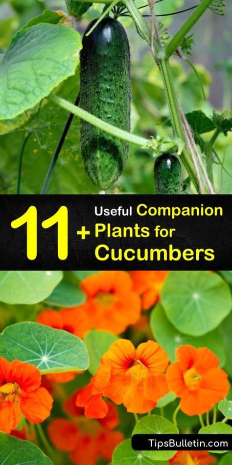 Companion Plants For Cucumbers, Planting Cucumbers, Cucumber Companion Plants, Best Companion Plants, Cucumber Gardening, Companion Gardening, Cucumber Beetles, Cucumber Plant, Growing Cucumbers