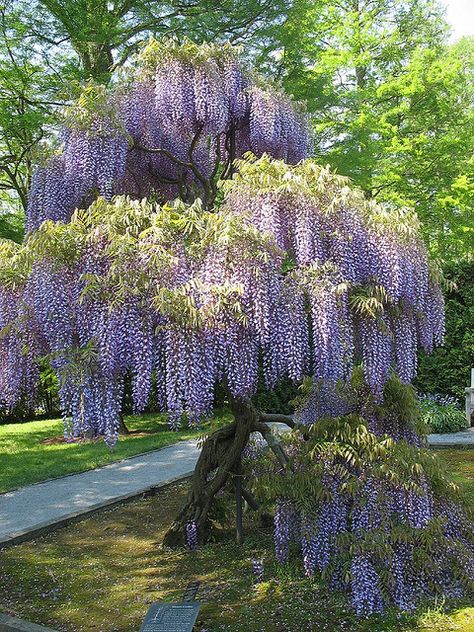 Wisteria...love the look ..hate the plant!  It is invasive..seriously invasive & can grow up the porch & into the attic...guess how I found that out...sigh... Plantarea Legumelor, Wisteria Tree, Meteor Garden 2018, Fence Landscaping, Flowering Trees, Beautiful Tree, Dream Garden, Wisteria, Garden Inspiration