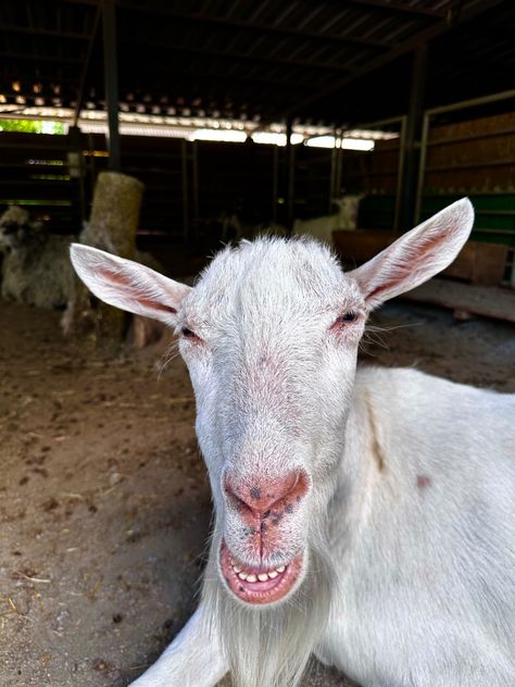 Funny Goats, Fake Ft Call, Goats Funny, Cute N Country, Goats, Being Ugly, Cute Animals, Collage, Funny