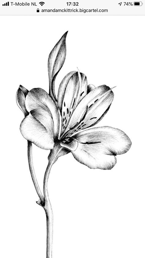 Astromeria Flowers Tattoo, Alstromeria Tattoos, Alstroemeria Drawing, Alstroemeria Tattoo, Black Flowers Tattoo, Flor Tattoo, Lillies Tattoo, Purple Tattoos, Pencil Drawings Of Flowers