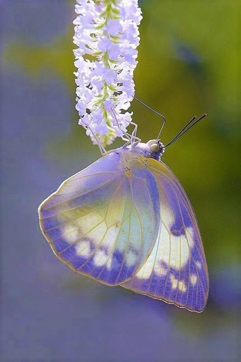 Caught in a flutter of beauty & grace... butterflies are like nature's tiny little ballet dancers fluttering about spreading joy one flutter at a time... Gigi Lynn NOT MY IMAGES!  unless otherwise stated.. #flutterbybutterfly #butterfly #butterflies  #naturesballetdancers #spreadingjoy #beautyandgrace #nature Pretty Insects, Borboleta Tattoo, Beautiful Butterfly Photography, Cool Bugs, Beautiful Bugs, Butterfly Pictures, Pretty Animals, Bugs And Insects, Butterfly Art