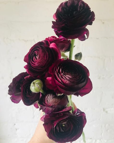 Burgundy ranunculus. Wine colored flowers. Green Bee Floral Designs Dark Purple Ranunculus, Goth Flower Arrangements, Goth Flower Bouquet, Dark Flower Arrangements, Wedding Bouquet Dark, Plum Ranunculus, Goth Flowers, Burgundy Ranunculus, Goth Garden