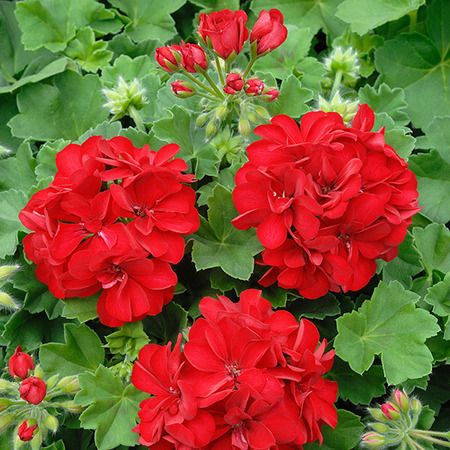 Propagating Geraniums, Geranium Planters, Geranium Tattoo, Geraniums Indoors, Deck Gardening, Overwintering Geraniums, Diy Garden Decoration, Garden Redesign, Growing Geraniums