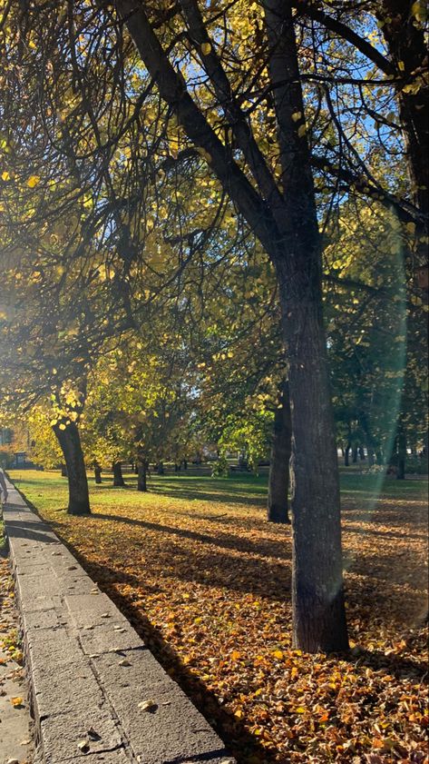 Autumn Sunny Day, Sunny Fall Aesthetic, Sunny Autumn Aesthetic, Autumn Sunrise Aesthetic, Romanticize Fall, Sunny Fall Day, Sunny Forest Aesthetic, Park In Autumn, Scenery Aesthetic