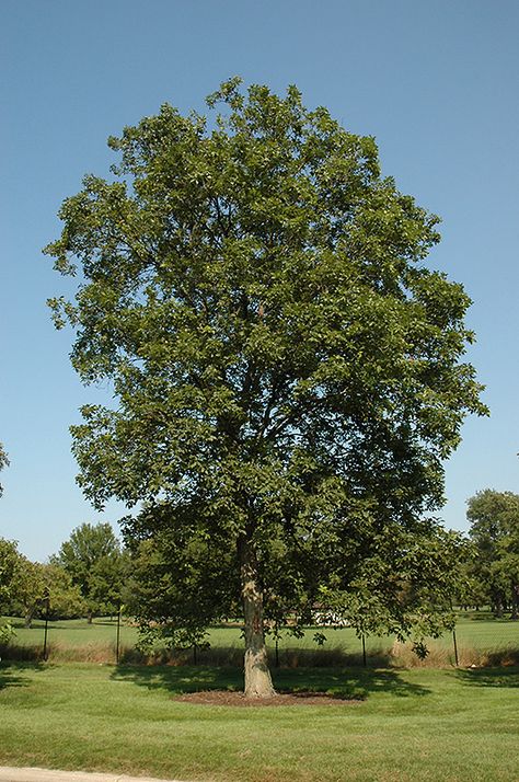 hickory tree Entourage Trees, Hickory Tree, Human Traffic, Soil Ph, Plant Information, Shade Trees, Deciduous Trees, Cemetery, Trees To Plant