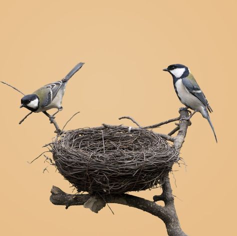 Cup-shaped bird nests are giving scientists a new way to study how fluid materials can turn solid in the right circumstances. Birds use found materials to make strong, lightweight homes. Scientists could mimic nest design to make synthetic materials with the same properties. Fern Care Outdoor, Birds Nest Fern Care, Nest Pictures, Birds Nest Fern, Bird Nests Art, Nest Images, Bird In Nest, Nest Art, Black Capped Chickadee