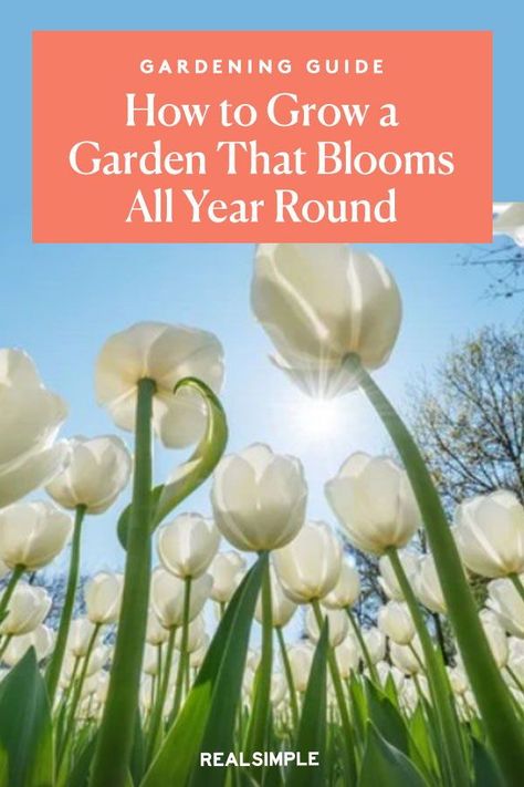 All Year Flowers Garden, Year Round Blooming Garden, Year Round Flower Garden, 4 Season Garden, All Season Garden, Four Season Garden, All Year Round Plants, Year Round Garden, Four Seasons Garden