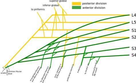 File:Sacral plexus schematic.svg Lumbosacral Plexus, Sacral Plexus, Nervous System Anatomy, Physical Therapy Student, Lower Limb, Med Student, Anatomy And Physiology, Chiropractic, Massage Therapy