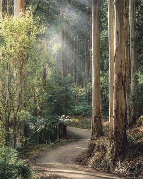 Filtered sunlight and towering mountain ash trees in the Dandenong Ranges 🌿 📸 via IG/__cmaxwell__