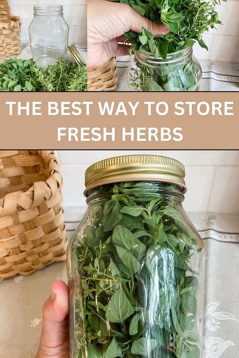 Basil Storage Fresh, How To Gift Fresh Herbs, Best Way To Store Herbs, Storing Herbs From Garden, How To Store Fresh Herbs From Garden, Saving Herbs From Garden, Growing Fresh Herbs, Storing Fresh Sage, How To Make Your Own Dried Herbs