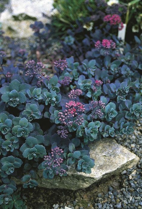 Image of Sedum telephium 'Sunset Cloud' Gothic Yard, Sedum Varieties, Sedum Garden, Cloud Sunset, Sedum Plant, Goth Garden, Rock Garden Plants, Ground Cover Plants, Agaves