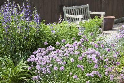 Chive Companion Plants: Companion Planting With Chives In The Garden - If you are planning a kitchen garden and wondering what to grow near chives, wonder no more. There are a host of perfect chive plant companions for texture, color, and flavor. Use the information and suggestions in this article to help get started. Chives Plant, Sweet Smelling Flowers, Companion Planting Vegetables, Companion Gardening, Garden Companion Planting, Growing Tomatoes In Containers, Healing Garden, Companion Plants, Aromatic Plant