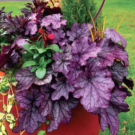 Heuchera ‘Spellbound’ | TERRA NOVA® Nurseries, Inc. Purple Coral Bells, Coral Bells Plant, Proven Winners Perennials, Coral Bells Heuchera, Purple Veins, Purple Coral, Northern Exposure, Green Veins, Coral Bells