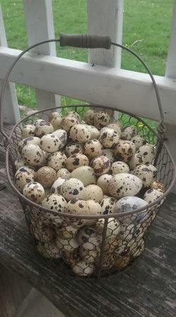 Quail Farm, Coturnix Quail, Homestead Property, Chicken Incubator, Raising Quail, Eggs Image, Light Red Color, Hatching Chicks, Farm Lifestyle