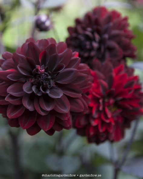 Red Dahlias, Red Dahlia, Dahlias Garden, Chocolate Flowers, Fall Wedding Flowers, Warm Red, My Place, Black Flowers, Fall Flowers