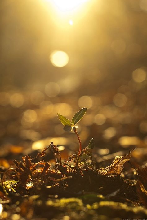 If your faith like a mustard seed Iphone Wallpaper Photography, Nature Tree, Depth Of Field, Mustard Seed, Spiritual Inspiration, Android Wallpaper, Mobile Wallpaper, New Beginnings, Word Of God