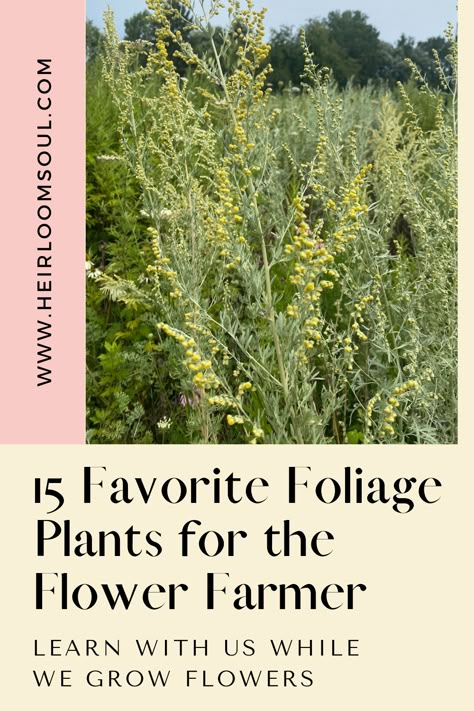 Best Foliage for the Flower Farmer — Heirloom Soul Florals Flower Farm Layout Ideas, Foliage For Cut Flower Garden, Greenery For Cut Flower Garden, Botanicals Aesthetic, Cut Flower Farm Layout, Peony Farming, Flower Farm Aesthetic, Filler Foliage, Flower Farm Ideas