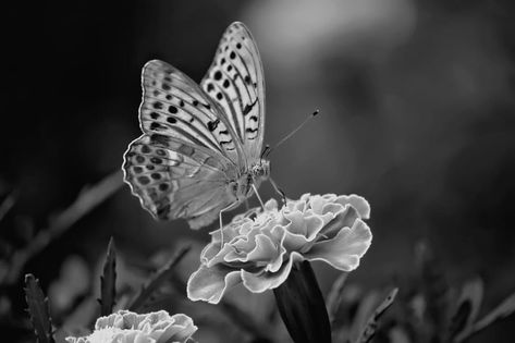 grey scale photography of butterfly on flower free image | Peakpx Shadowing Drawing, Scale Photography, Scale Image, Butterfly On Flower, Butterfly Black And White, Black And White Google, Wildflowers Photography, Grey Scale, Splash Color