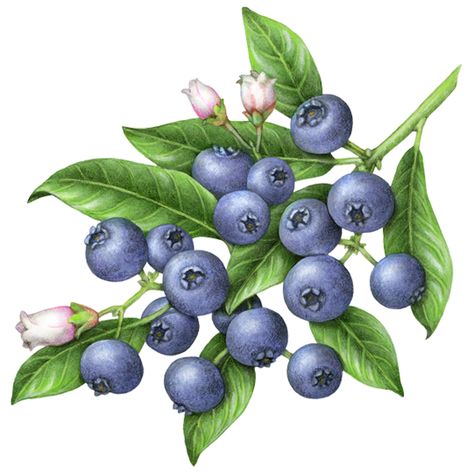 Botanical illustration of a branch of blueberries with blueberry flowers and leaves. Bush Drawing, Blueberry Bush, Fruits Drawing, Watercolor Fruit, Illustration Botanique, Fruit Illustration, Fruit Painting, Stock Art, Art Et Illustration