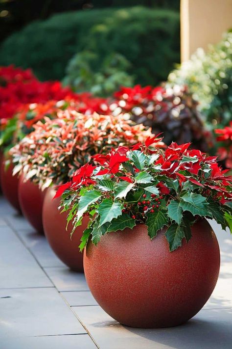 christmas_planters (78) Christmas Planter Ideas, Holiday Planters, Christmas Planter, Winter Planters, Holiday Planter, Winter Arrangements, Winter Planter, Red Plants, Christmas Planters