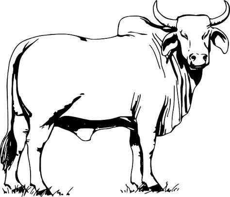 Bull, Animal, Cow, Nature, Domestic, Farm, Cattle Bull Pictures, Bull Images, Brahma Bull, Sick Drawings, Cow Coloring Pages, Cow Illustration, Cow Drawing, Bull Art, Bull Tattoos