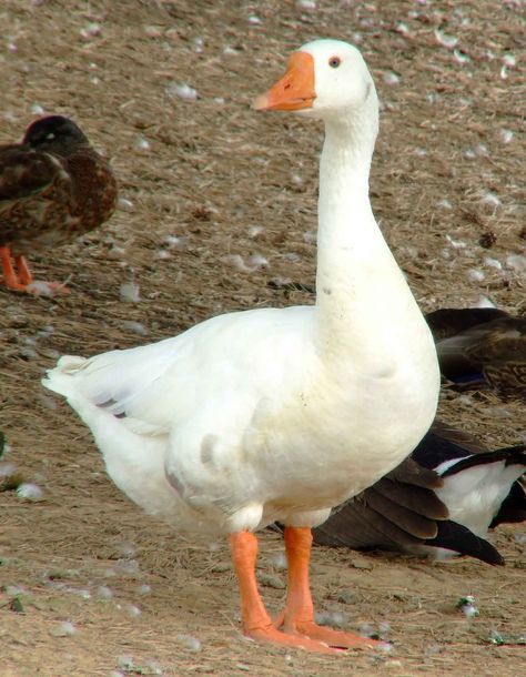 Norwegian White Goose Geese Photography, Geese Breeds, What The Duck, Farm Kids, Animals Farm, Duck Art, Animal Study, White Goose, Sweet Animals