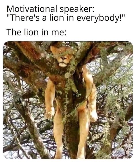 Motivational Speech, Funny Animal Pictures, The Lion, Animal Memes, Bones Funny, Funny Laugh, Funny Photos, Dankest Memes, Really Funny