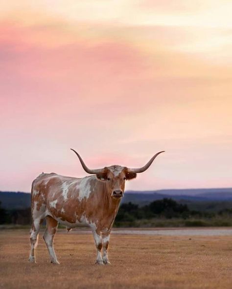 Western Aesthetic Wallpaper, Mode Country, Cow Photography, Cow Wallpaper, Only In Texas, Country Backgrounds, Longhorn Cattle, Longhorn Cow, Long Horn