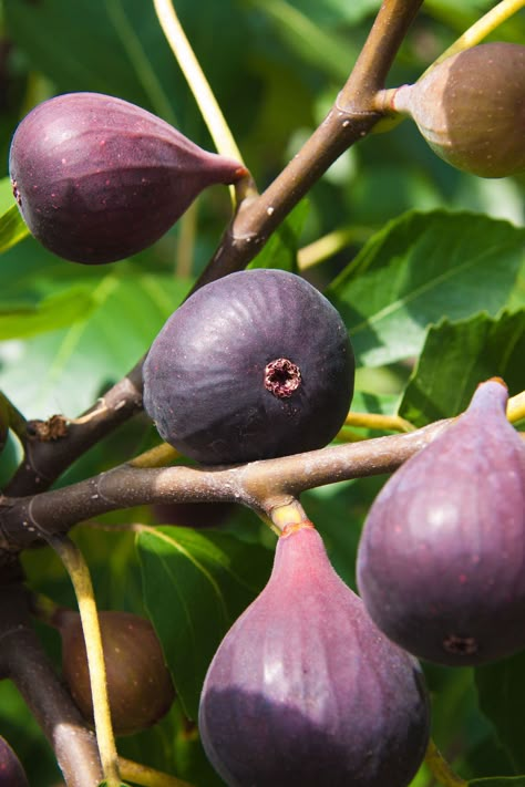 How to grow a fig tree | Homes & Gardens | Fig Tree Photography, Gardens Ideas Backyard, Goth Christian, Growing Fig Trees, Tree Homes, Agriculture Pictures, Fig Photography, Fig Tree Plant, Growing Bell Peppers