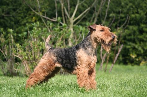 How to Keep a Welsh Terrier's Coat Looking Good | Pets4Homes Welch Terrier, Sealyham Terrier, Top Dog Breeds, Every Dog Breed, Manchester Terrier, Welsh Terrier, Corgi Pembroke, Terrier Breeds, Pet Advice