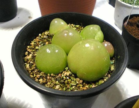 Succulent Seeds, Weird Plants, Bonsai Flower, Indoor Bonsai, Succulent Gardening, Mini Succulents, Unusual Plants, Bonsai Garden, Agaves