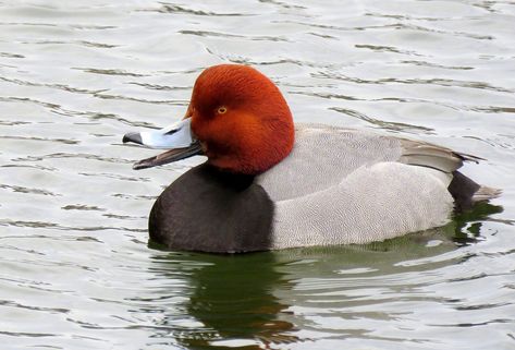 SMILING FOR THE CAMERA – A Redhead duck enjoys a bit of open water on the bay. Sent by Lois McNaught. Duck On Water, Redhead Duck, Open Water, Ducks, Birds, Water, Animals, Quick Saves