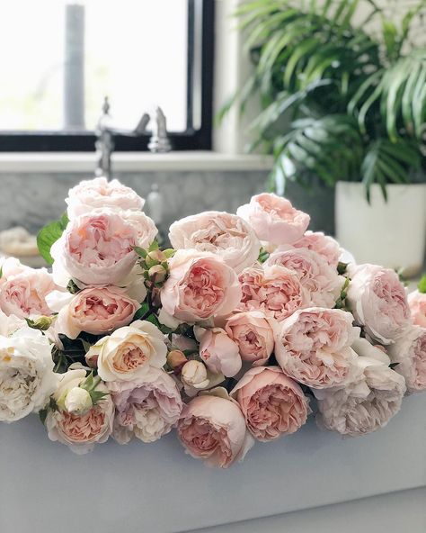 Tiff Seidel on Instagram: “My tribute to David Austin Snr who sadly passed away this week at age 92. This is one of my favourites of his roses, Evelyn. In fact I’d…” Fleur Aesthetic, Evelyn Rose, Flowers Tea, Laundry Sink, David Austin Roses, David Austin, Climbing Roses, What Is Tumblr, Flower Power