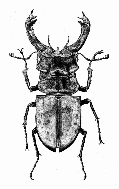 Rhinoceros Beetle Scientific name: Dynastes hercules | Ink drawings Scientific Illustration Bugs, Bug Ink Drawing, Beetle Pencil Drawing, Stag Beetle Illustration, Stag Beetle Art, Beetle Scientific Illustration, Stag Beetle Drawing, Beetle Drawings, Beetles Drawing