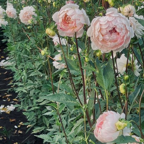 Dahlia 'Kelgai Ann' Dahlia Kelgai Ann, Floral Headdress, Garden Greenhouse, Planting Herbs, Flower Farm, Cottage Garden, Dahlia, Flower Garden, Planting Flowers