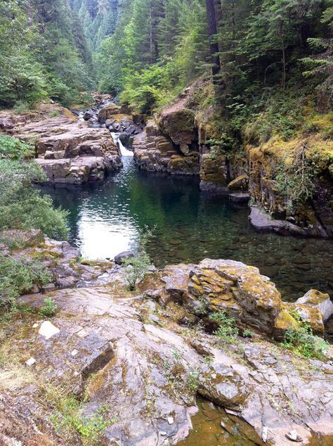 9 Oregon Swimming Holes that will make your summer epic!  8) Brice Creek, near Eugene Tenda Camping, Oregon Hikes, Explore Oregon, Oregon Vacation, Oregon Road Trip, The Oregon Trail, Eugene Oregon, Oregon Travel, Swimming Holes