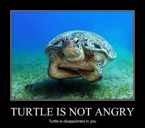 Turtle Is Not Angry - Turtle Is Disappointed In You Scuba Diving Quotes, Turtle Love, A Turtle, Komodo, Funny Animal Pictures, Anemone, Sea Creatures, Sea Turtle, Animal Kingdom