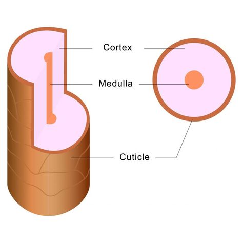 Diagram of the hair strand. Cortex, Medulla, Cuticle. In relation to high versus low porosity hair. Low p Best Hair Removal Cream, Faded Hair Color, Healthy Hair Regimen, Low Porosity Hair, Natural Hair Care Routine, Porous Hair, High Porosity Hair, Low Porosity, Hair Cuticle