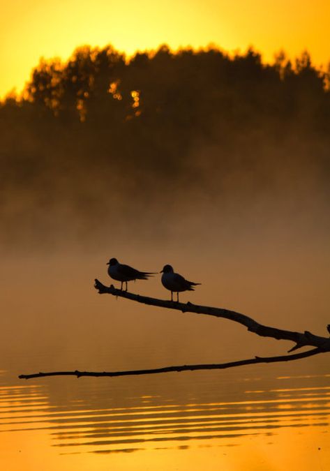 Shadow Silhouette, Silhouette Photography, Two Birds, Mellow Yellow, Beautiful Sunset, 그림 그리기, Sunrise Sunset, Bald Eagle, Amazing Photography