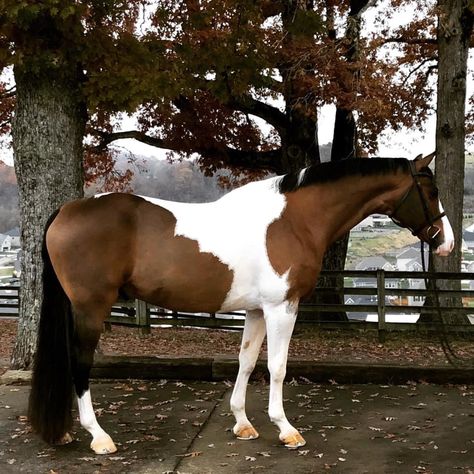 Thourghbreds Horses, Tobiano Warmblood, Tobiano Horse, Brown And White Horse, Pinto Horses, Dutch Warmblood, Horse Markings, Warmblood Horses, Show Jumping Horses