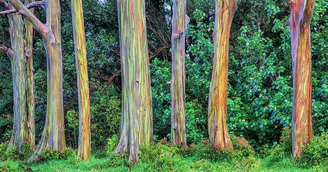 Rainbow Eucalyptus Tree Maui, Eucalyptus Deglupta, Rainbow Eucalyptus Tree, Rainbow Eucalyptus, Eucalyptus Trees, Rainbow Tree, Eucalyptus Tree, Blog Photos, Tall Trees