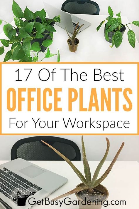 Indoor plants are good, easy way to add life to boring corporate offices. This list of the best office plants has options for all types of workspaces. Display them on a windowsill, shelf, floor, or hanging. Use them as a decoration on your desk, the reception area, an empty corner, or as a divider or partition between cubicles. Ideas for small, large, and tall houseplants, and even some succulents and flowers. Includes plants for low light, no sunlight, and no window. #houseplants #indoorplants Best Desk Plants, Large Houseplants, Garden Landscaping Design Ideas, Best Office Plants, Lab Decor, Diy Garden Landscaping, Modern Garden Landscaping, Beautiful Gardens Landscape, Money Tree Plant