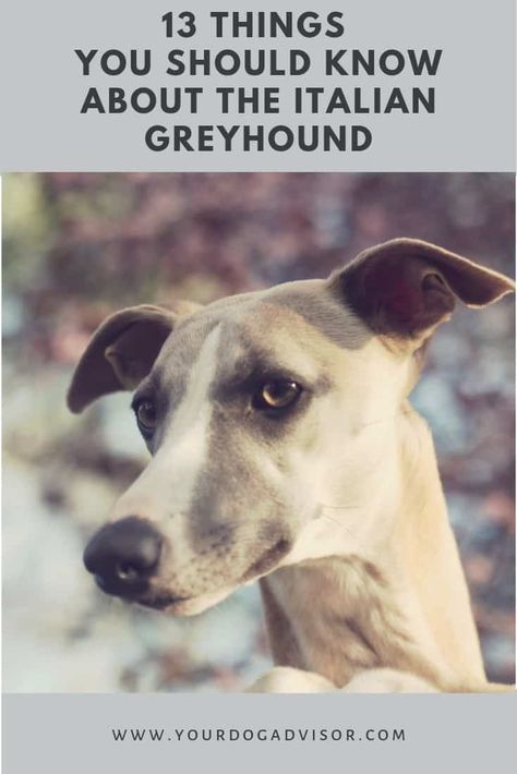 13 Things You Should Know about the Italian Greyhound | Your Dog Advisor Miniature Italian Greyhound, Greyhounds Clothes, Greyhound Dog Breed, Greyhound Dogs, Italian Greyhound Puppies, Greyhound Puppy, House Elf, Italian Greyhound Dog, Dog Obsessed