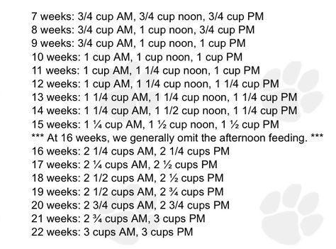 Feeding chart - Golden Retrievers : Golden Retriever Dog Forums Puppy Food Chart, Golden Retriever Food Chart, Golden Retriever Essentials, Golden Retriever Food, Golden Retriever Puppy Photography, Golden Retriever Kennel, Puppy Feeding Schedule, Golden Retriever Puppy Training, Puppy Schedule