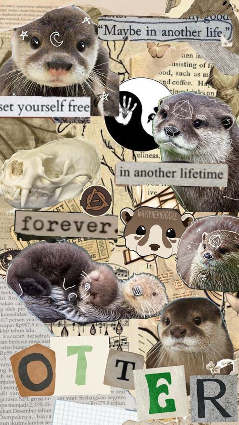 sea otter therian#idk# Otter Therian, Dilute Tortie, Really Cool Wallpapers, Hybrid Cat, Maybe In Another Life, Sea Otter, In Another Life, Marine Biology, Very Funny Pictures