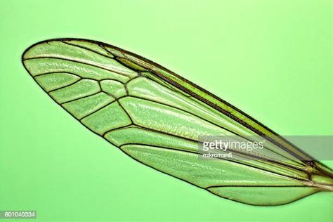 Mosquito Wings Photos and Premium High Res Pictures - Getty Images Save Image, Alchemy, Image Design, High Res, Liverpool, Getty Images, Photo Image, Stock Photos, Google Search