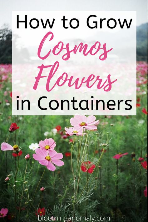 Cosmos flowers are fun plants to grow, no matter if you are a beginner or have been gardening for awhile. Learn about the different types you can grow and how to care cosmos in this post. Click on the link for more information on how to grow cosmos flowers in containers and more. #cosmos #cosmosflowers #flowers #cosmosflowersgarden Cosmos In Containers, How To Grow Cosmos, Cosmos Container, Cosmos Flowers Garden, Accessible Gardening, Flowers In Containers, Cosmo Flowers, Red Flowers Garden, Dahlia Flower Garden